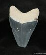 Inch Bone Valley Megalodon Tooth #733-1